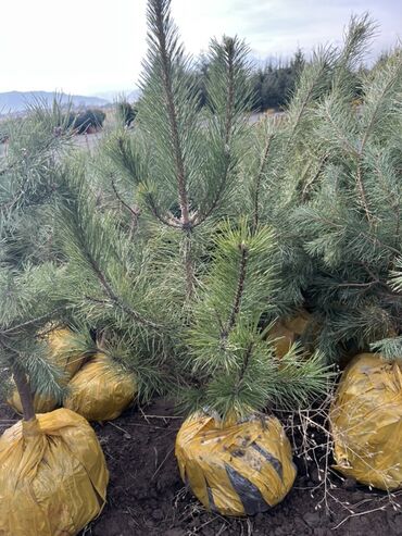 Декоративные деревья: Саженцы деревьев: Сосны — 15