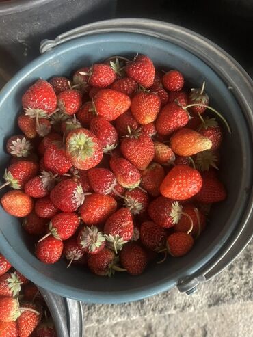 цена картофеля в бишкеке: Кулпунай