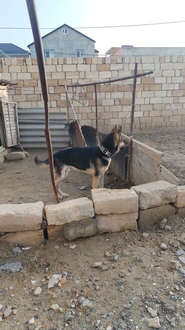 İtlər: Alman çoban iti, 6 ay, Erkek -da lalafo.az — 6 İtlər: Alman çoban iti, 6 ay, Erkek — 6