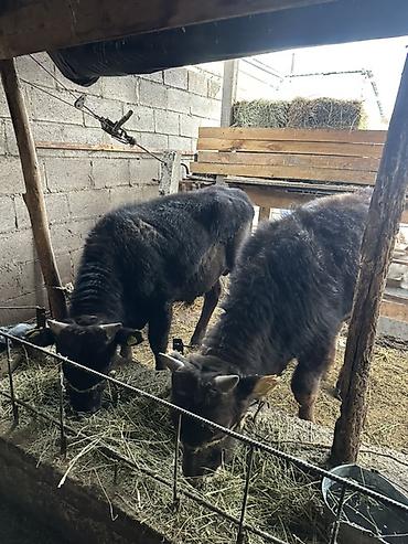 Коровы, быки: Продаю | Бык (самец) | На откорм | Привязанные — 3