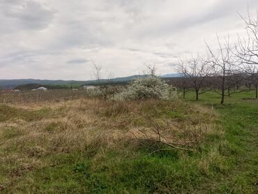 Torpaq sahələrinin satışı: Kənd təsərrüfatı — 7
