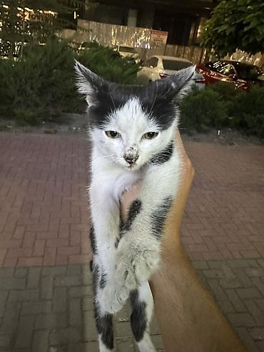 леопардовый кот: Кошка даром: Беспородная, Мальчик — 1
