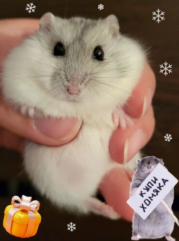 Хомяки: 🎁ДЕВОЧКА ЖЕМЧУЖНЫЙ ДЖУНГАРИК 
🐹РУЧНАЯ, МЕСЯЦ 
❄️РАЙОН ПОЛИТЕХА