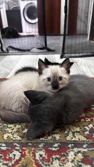 продам домик для кошки: Кошка даром: Беспородная, 2 месяца, Мальчик, Проглистована, С прививками