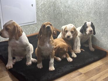 Продажа собак: Щенки Английского пойнтера (помёт из 5 малышей), возраст 50 дней, В at lalafo.kg — 5 Продажа собак: Щенки Английского пойнтера (помёт из 5 малышей), возраст 50 дней, В — 5