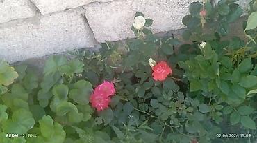 Çöl bitkiləri: Çöl bitkiləri -da lalafo.az — 5 Çöl bitkiləri: Çöl bitkiləri — 5