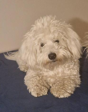 Psi: Tulearski pas (Koton)-štenci Na prodaju su 3 preslatka šteneta rase — 8