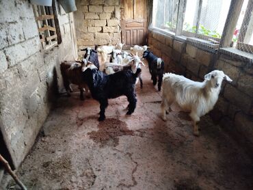 Keçi, çəpiş: Dişi, il: 3, 50 kq, Damazlıq, Ünvandan götürmə lalafo.az -da Keçi, çəpiş: Dişi, il: 3, 50 kq, Damazlıq, Ünvandan götürmə