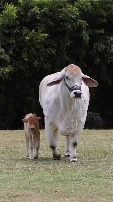 erkek: Brahman cinsi iri buynuzlu heyvanlar - İstiqamət: ət və damazlıq - — 2