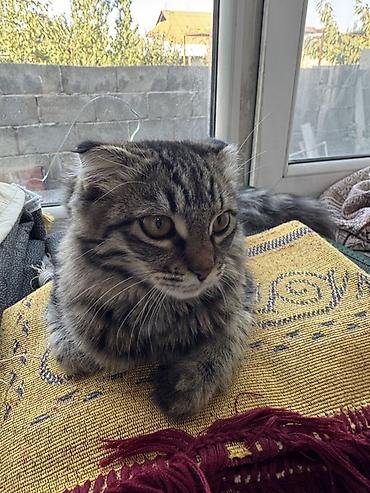 карликовый кох: Отдам добрые руки ! Котёнок с вислыми ушками, пушистый, тигровый — 2