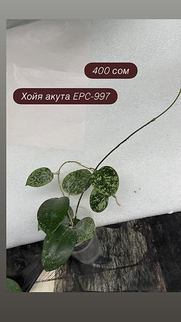 Хойи: Хойя Сильвер доллар от 200 сом Хойя доллар сплеш клон 2 -взрослое — 40