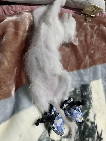 котята сибирской кошки купить: Белоснежные котята с короткой шерстью и ярко‑голубыми глазами. Ушки — 4