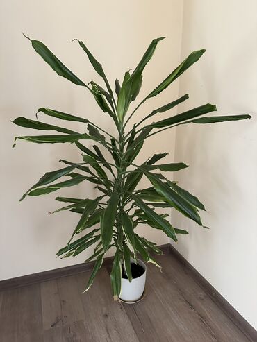 Другие комнатные растения: Продаю!
Драцена🪴
Высота 1,2 м
Цена: 1000