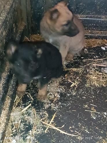 Продажа собак: Черные собаки среднего размера (2 особи). Крепкое телосложение — 7