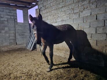 Лошади, кони: Продаю | Кобыла (самка) | Рабочий — 13