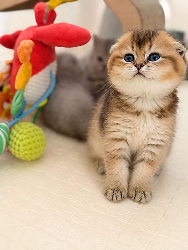 Продажа кошек: Скотиш Фолд (Шотландская вислоухая), 2 месяца, Девочка — 6