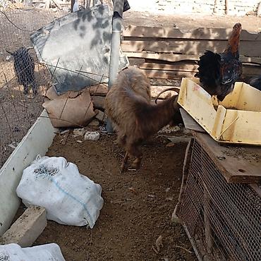 sudlu keci: Qocalı/keçi sürüsü – erkək və dişi fərdlər - Növ: yerli dağ keçisi — 3