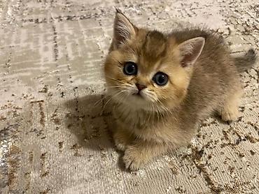 Продажа кошек: Британский короткошёрстный котёнок, окрас золотой шиншилла (golden — 2