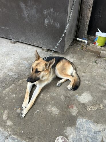İtlər: Xaski, 9 ay, Erkek, Ünvandan götürmə