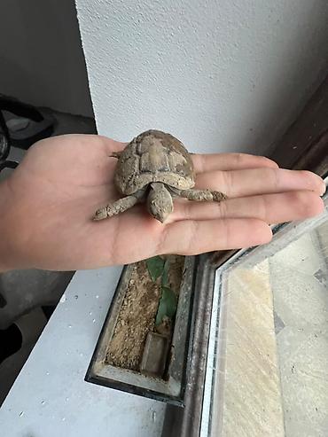 akvarium zavod istehsalı: Quru Tısbağası🐢 və qabı ilə satılır tısbağa təmiz heyvandır əl — 4