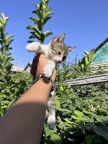 chi su: Котята домашние, помёт из нескольких малышей. Окрас: - полностью — 3