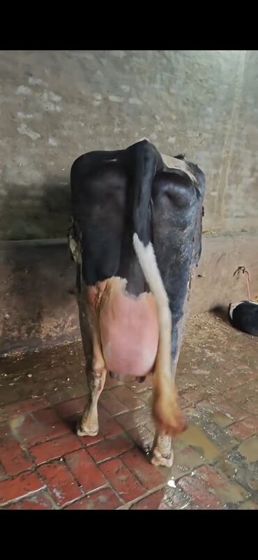 Inəklər, öküzlər: Südlük inək – ağ-qara rəngli (Holşteyn tipli) - Güclü bədən quruluşu — 9