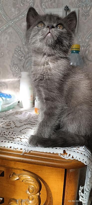 британец: Кошка даром: Британская короткошёрстная, 2 месяца, Мальчик, Приучена к лотку — 4