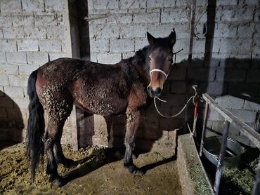 Лошади, кони: Продаю | Кобыла (самка) | Рабочий — 15
