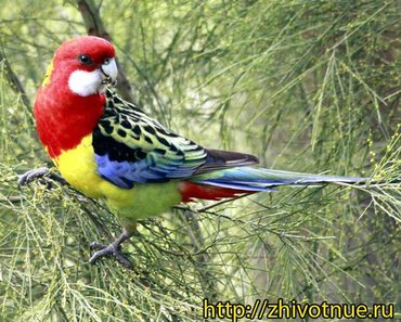 для птицы: Продается попугай Розелла — один из самых популярных домашних попугаев