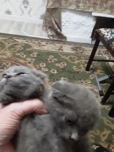 продаю кошек: Продаю котят шотланцы вислоухие