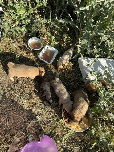 собаки дратхар: По просьбе ⬇️⬇️⬇️ Всем привет, я нашла щенят в Аларчинском
