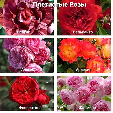 Роза: Саженцы — 13