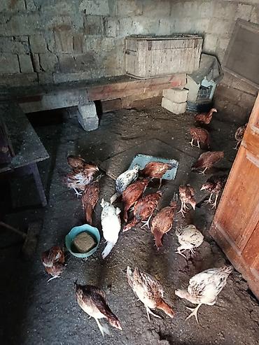 Toyuqlar: Toyuq, Yumurtalıq -da lalafo.az — 3 Toyuqlar: Toyuq, Yumurtalıq — 3