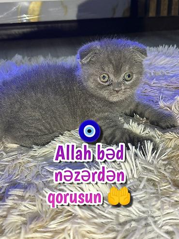 Pişiklər: Şotland — 9