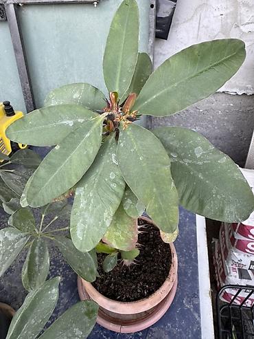 прокол земли: Комнатные растения в горшках 1) Спатифиллум (Spathiphyllum) в — 4