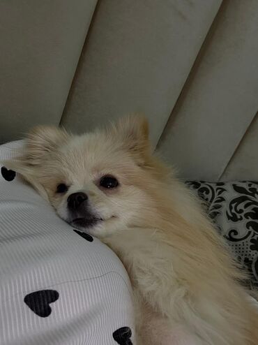 İtlər: Şpitz — 3