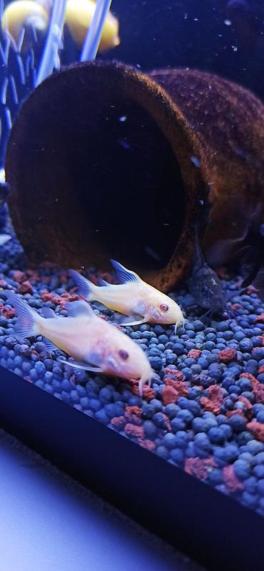 akvariumlar: Məhsul: Akvarium üçün Corydoras (koridoras) balıqları – albino və — 4