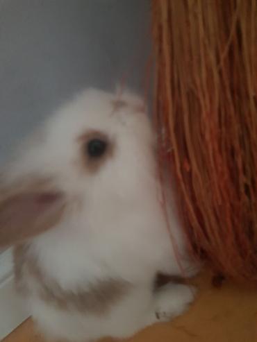 Декоративные кролики: Пуховый декоративный кролик (карликовый тип) пол-обе самцы им по 5 — 7