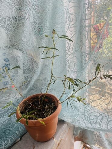 Bitki dərmanları: Kusen gul.Ciceyide var.Mimosa pudica bitkisi, toxunuşa reaksiya verən