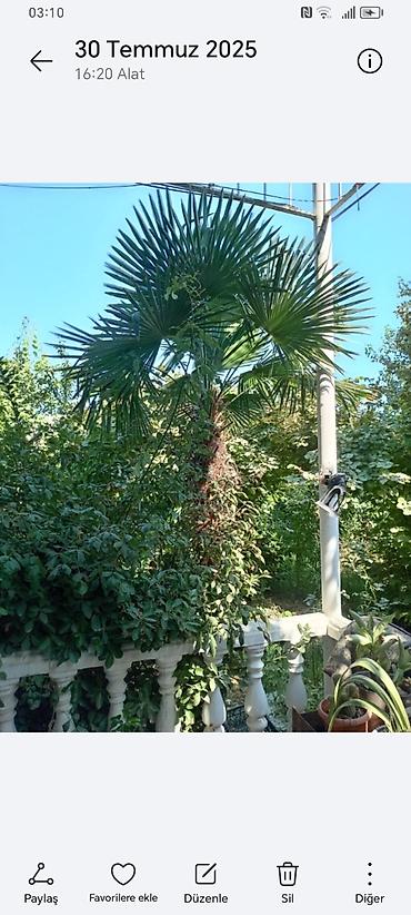 Ağaclar: Təsvir: - Nadir dekorativ xurma ağacları (Trachycarpus tipli, yelpik — 2