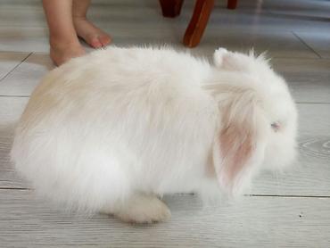 su heyvanlari: Dovşan satılır - Ağ tüklü, uzun tüklü miniatür dovşan - Yumşaq, sıx — 2