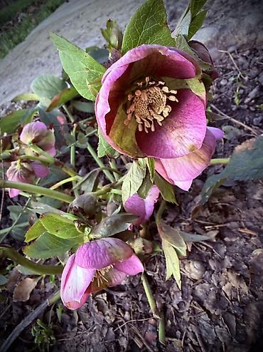 алоэ цветы: Морозник (Helleborus) — многолетний декоративный кустарник для сада — 1