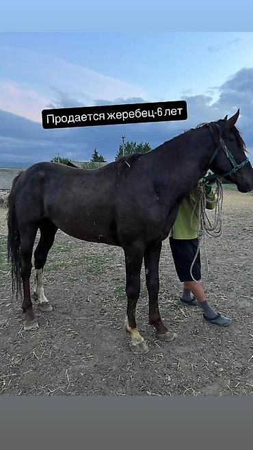 кошки сокулук: Сатам | Байтал | Жумушка — 1