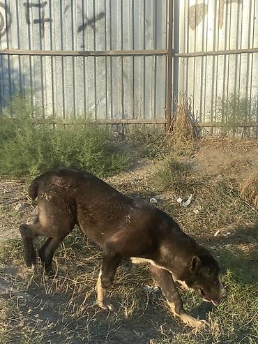 Alabay, 6 ay, Erkək, Peyvəndli