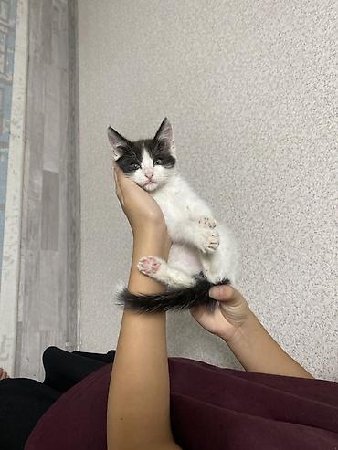 scotish fold: Бесплатно.Котёнок, черно-белый окрас (маска на мордочке, длинный — 3