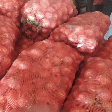 Овощи: Продаю семена лука лук луки манас высшего качество урук пияз пьяз — 8