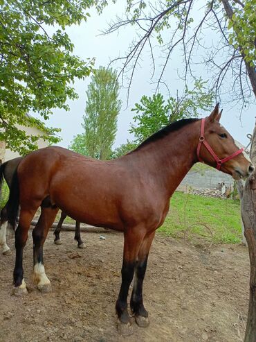 С/х животные и товары: Продаю | Конь (самец) | Конный спорт | Племенные