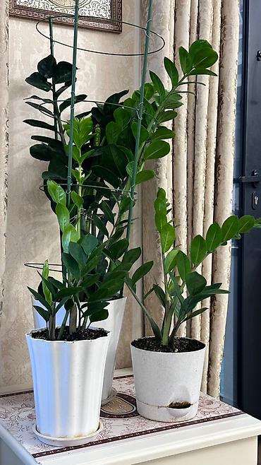 Замиокулькас (Долларовое дерево): Замиокулькас, также известный как долларовое дерево, представлен в — 23