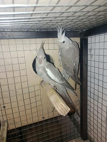 Quşlar: Salam yanaxsizdar 180 Bozdar ya axlilar 70 manat Ikiside hazir — 2