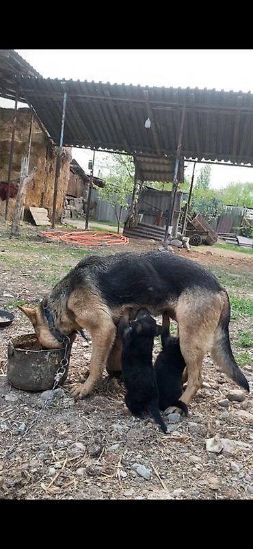 такса собачка: Немецкая овчарка, 2 месяца, Самец — 3